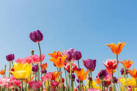 orange and purple flowers