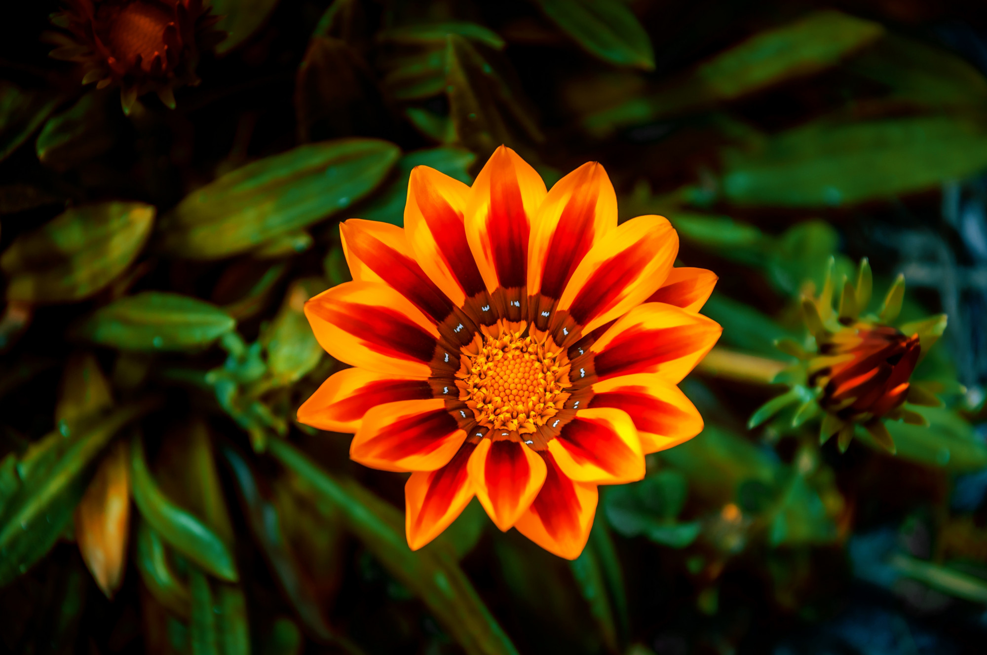 Charming flowers